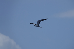 Onychoprion fuscatus