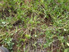 Justicia anagalloides