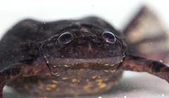 Xenopus gilli