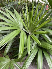 Rhapis excelsa
