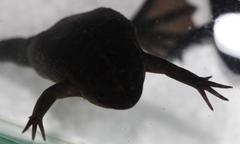 Xenopus gilli