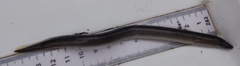 Lampetra planeri