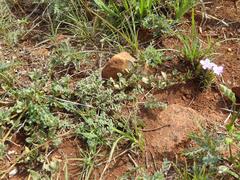 Barleria macrostegia