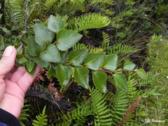 Nothofagus nitida