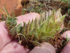 Barleria macrostegia