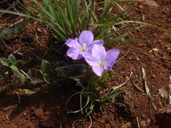 Barleria macrostegia