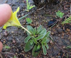Moraea galaxia