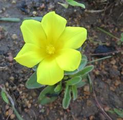 Moraea galaxia