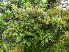 Nothofagus nitida