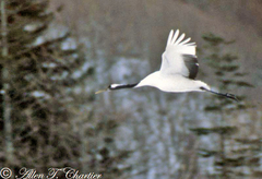 Grus japonensis