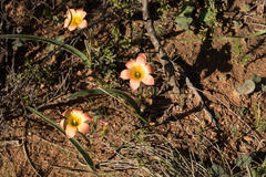 Romulea pilosa