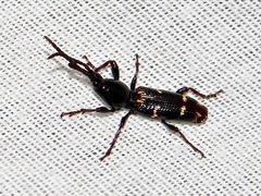 Orfilaia vulsellata