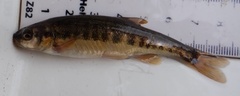 Minnow photo 6
