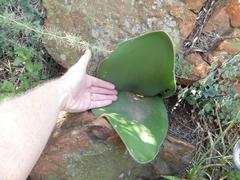 Haemanthus humilis hirsutus