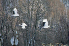 Grus japonensis