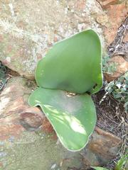 Haemanthus humilis hirsutus