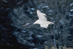 Grus japonensis