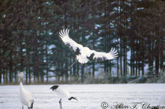 Grus japonensis