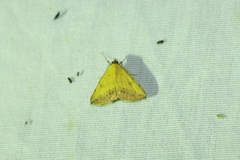 Hemeroplanis floccalis