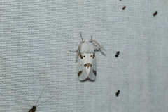 Euerythra trimaculata