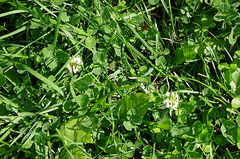 Trifolium repens