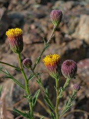 Erigeron petrophilus