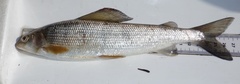 Thymallus thymallus