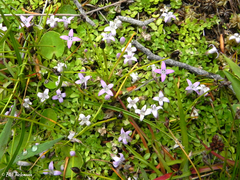 Oldenlandia salzmannii