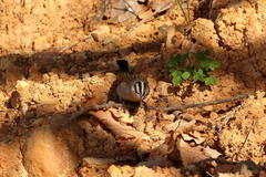 Emberiza capensis capensis