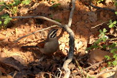 Emberiza capensis capensis