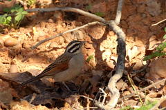 Emberiza capensis capensis