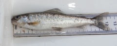 Thymallus thymallus