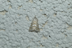 Leptosteges parthenialis