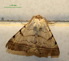 Ctenusa pallida