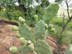 Opuntia stricta stricta