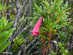 Philesia magellanica