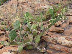 Opuntia stricta stricta