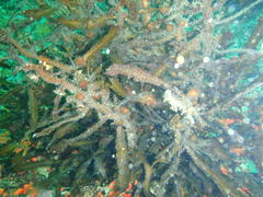 Anthophycus longifolius