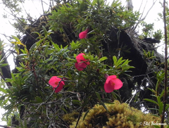 Philesia magellanica