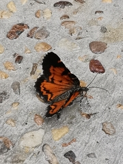 Heterusia