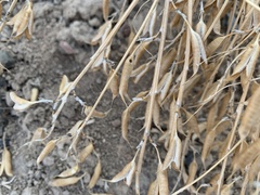 Astragalus eremiticus