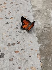 Heterusia