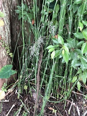 Equisetum hyemale