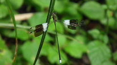 Chlorolestes tessellatus