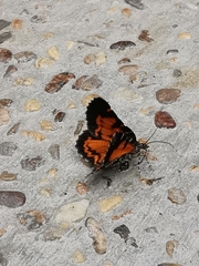Heterusia