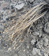 Astragalus eremiticus