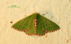 Comibaena leucospilata