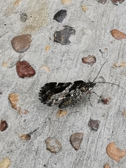 Heterusia