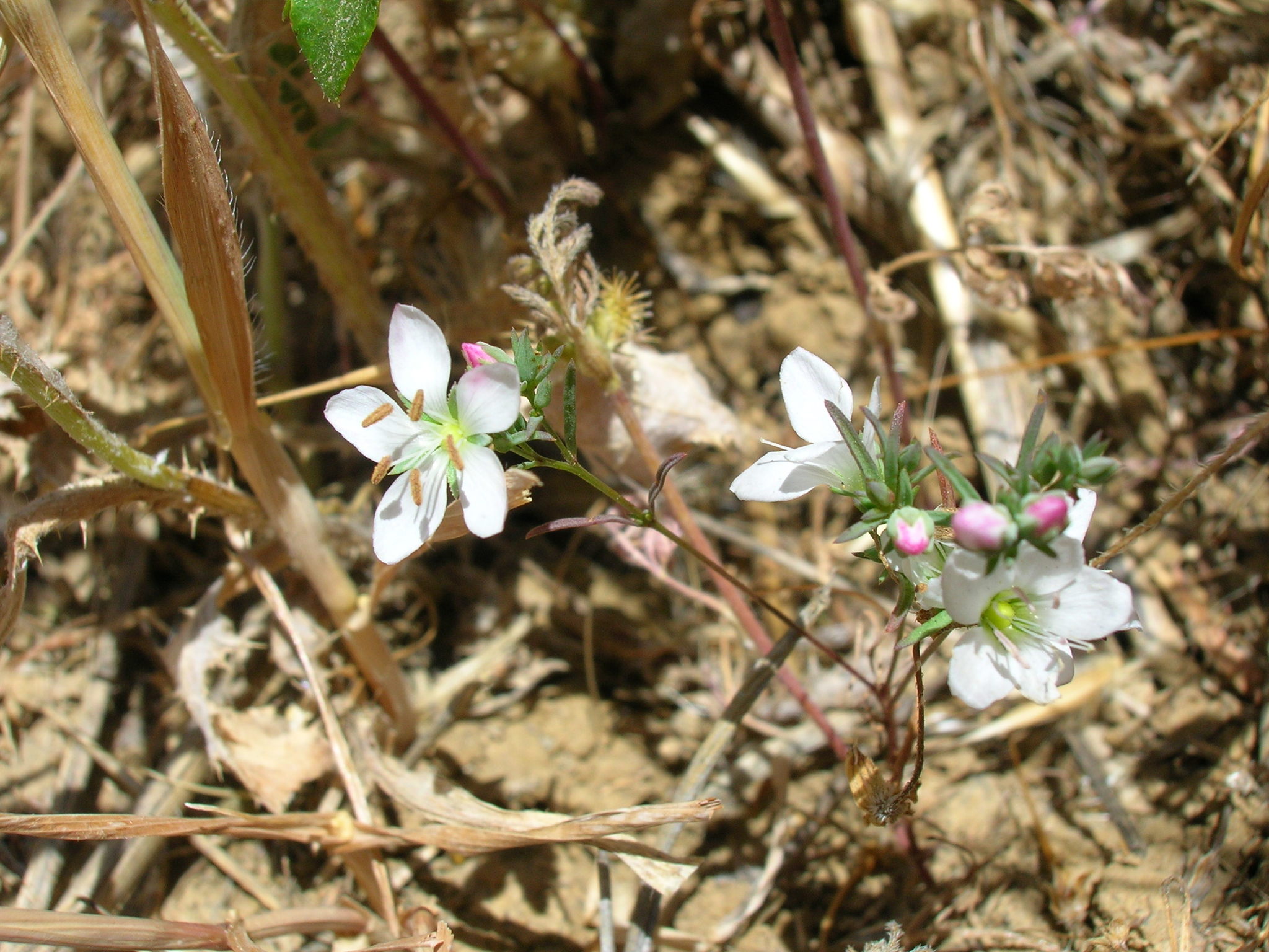 Hesperolinon californicum