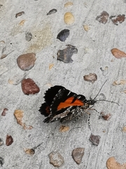 Heterusia